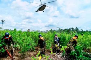 Gobierno erradicará 25.000 hectáreas de coca y fortalecerá pacificación del Vraem