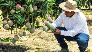 GORE Piura busca promover el cultivo de variedades de mango con mayor aroma y sabor para destinarlo a la industria de jugos