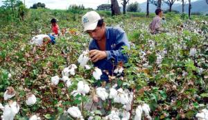 GRA Lambayeque no promoverá siembra de algodón debido a que su mercado es incierto para la siguiente campaña