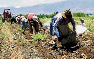 GRALL emite constancias de productores agropecuarios