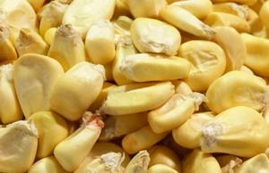 Granos Agrícolas del Perú espera despachar mensualmente entre 60 y 80 toneladas de maíz gigante del Cusco a Canadá