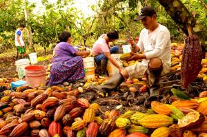 Grupo de trabajo multisectorial para mitigar cadmio en cacao prevé reunirse pronto