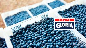 Grupo Gloria entra al mercado europeo con su primera exportación de arándanos