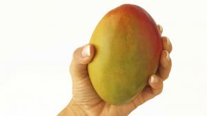 ¿Hacia dónde camina la comercialización del mango mexicano en los tiempos actuales?