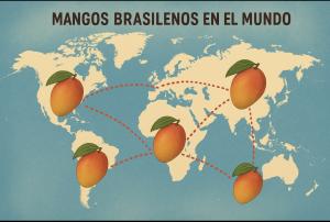 ¿Hacia dónde camina la industria de los mangos brasileños?