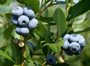 “Hay variedades de arándanos cuyo rendimiento productivo no disminuye por altas temperaturas”