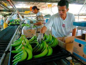 HOLANDA DESTACA CALIDAD Y VOLUMEN DE PRODUCTOS AGRÍCOLAS PERUANOS