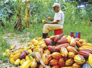 Hongos bajan niveles de cadmio en plantaciones de cacao