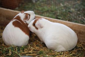 Hoy se inicia festival gastronómico de cuy en Junín