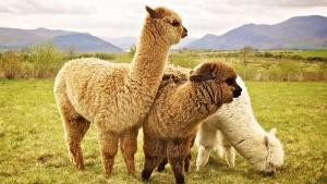 Huancavelica: Impulsan desarrollo alpaquero con inversión de S/. 25.9 millones