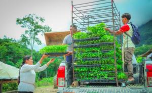 Huánuco: pequeños agricultores de Luyando empezarán a producir ají tabasco