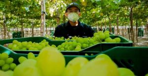 Ica participó con el 80.68% del valor total de las exportaciones de uva de mesa en el primer trimestre de 2023