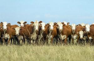 IICA anuncia adhesión a Declaración de Dublín sobre papel de la ganadería y destaca aportes económico, social y nutricional de la actividad