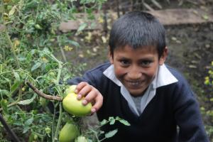 IICA PRESENTARÁ HOY RESULTADOS DE SU TRABAJO EN PERÚ