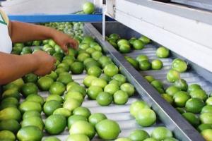 IICA y OMC capacitarán a profesionales de 11 países de ALC en la aplicación de medidas sanitarias para el comercio agroalimentario