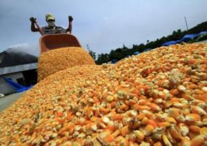 IMPORTACIÓN ANUAL DE MAÍZ AMARILLO DURO CRECIÓ 15% EN VOLUMEN