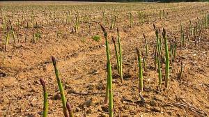 IMPORTACIÓN DE SEMILLAS DE ESPÁRRAGOS CRECIÓ MÁS DE 50% EN TRES AÑOS