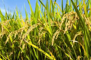 USDA: Producción mundial de arroz alcanzaría las 514.6 millones de toneladas en la campaña 2022/2023, mostrando un aumento de 0.3%