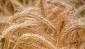 Importaciones de cebada llegan a US$ 26 millones