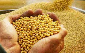 Importaciones de harina de soya alcanzaron un valor de US$ 23.5 millones durante el 2017