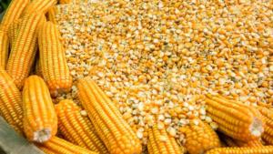 Importaciones de maíz amarillo duro crecen 11.23% en volumen y 17.16%