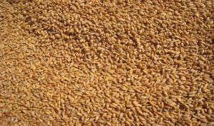 Importaciones de trigo duro cayeron 21% durante el 2019