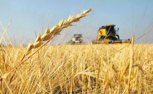 Importaciones de trigo duro superan los US$ 46.5 millones
