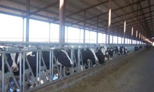 IMPORTANTES EXPOSITORES EN EVENTO GANADERO LECHERO