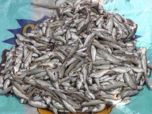 IMPULSAN CRIANZA DE TRUCHA EN LA SIERRA PIURANA 