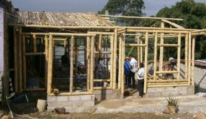 Impulsan cultivo de bambú para industrialización y recuperación de suelos degradados