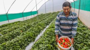 Impulsan el desarrollo de la agricultura familiar en Puno con proyecto “Fresas de Acora para el Mundo"
