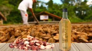 Inacal aprueba norma técnica peruana para mejorar la calidad del aceite de castaña amazónica