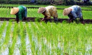 Incremento de dióxido de carbono podría estar reduciendo las proteínas y nutrientes en los cultivos de arroz