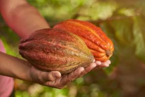 Incremento del precio del cacao beneficia a productores peruanos 
