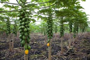INDIA: DESARROLLAN PAPAYA RESISTENTE A ENFERMEDAD DE LA MANCHA ANULAR