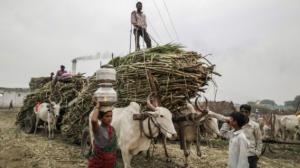 India desplazaría a Brasil como el mayor productor de azúcar del mundo