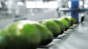 Industria de máquinas clasificadoras de frutas ve con expectativa el mercado peruano