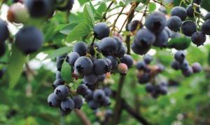 Industria del arándano contribuye con casi US$ 9.100 millones anuales a la economía de Estados Unidos