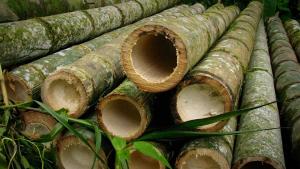 Industria del bambú podría generar 45 mil  empleos en la región San Martín