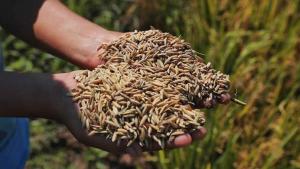 INEI: Producción nacional de arroz cáscara cayó 18.5% en marzo por factores climáticos