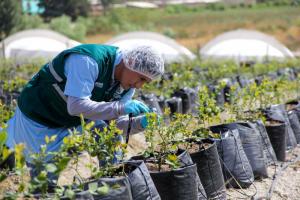 Ingresarán a Perú 200.000 plantas de arándano de Chile este mes