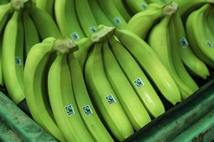 INIA desarrollará tecnología que proteja al banano orgánico de letal hongo Fusarium Oxysporium