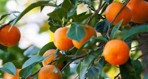 INIA inicia seis proyectos de investigación y transferencia en cultivos de agroexportación