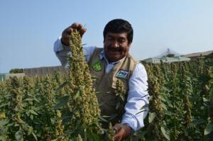 INIA LIBERA NUEVA VARIEDAD DE QUINUA “INIA- 431-ALTIPLANO”