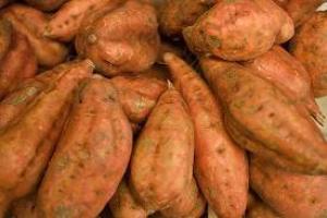 INIA LIBERARÁ NUEVA VARIEDAD DE CAMOTE AMARILLO “BENJAMÍN”