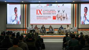 INIA presentó 17 investigaciones en Congreso Mundial de Camélidos Sudamericanos