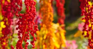 INIA presentó resultados de investigación que permite identificar tipos de quinua con mayor resistencia al mildiú