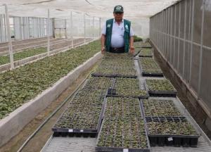 INIA produce cultivos con mejores rendimientos para beneficio de los agricultores en Huaral