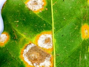 INIA promueve tecnología ecológica para proteger cultivos de café contra plagas