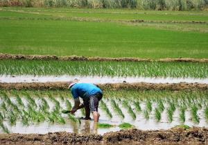 Inician siembra de 30 mil hectáreas de arroz en el valle Chancay